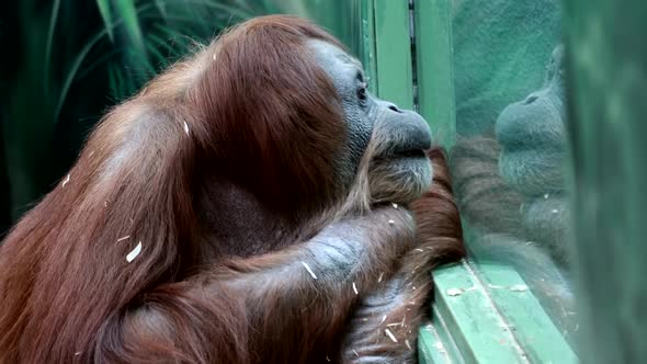 Monkey Orangutan Looks at His Reflection