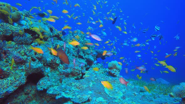 Underwater Tropical Colourful Fish alt