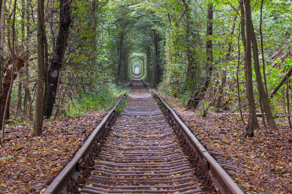 Trees tunnel - Stock Photo - Images