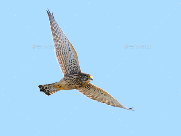 Common kestrel (Falco tinnunculus) - Stock Photo - Images