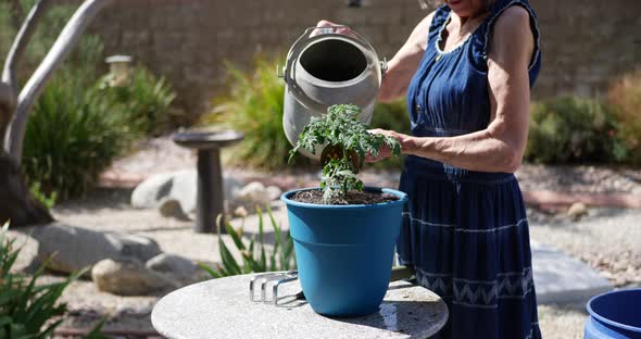 An old woman gardener planting and watering an organic tomato plant in a backyard vegetable garden S alt