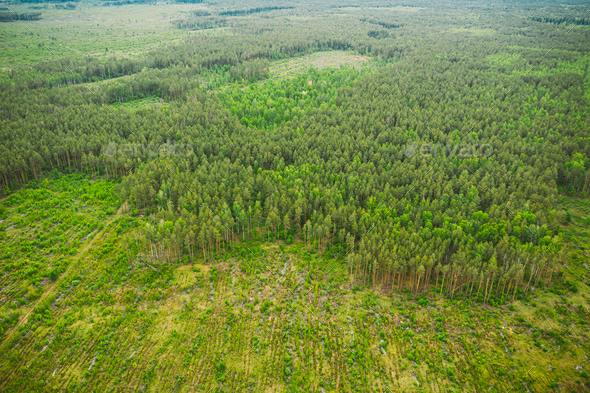 Voksen Udgravning Fare Aerial View Of Deforestation Area Landscape. Green Pine Forest In  Deforestation Zone. Top View Of Stock Photo by Grigory_bruev