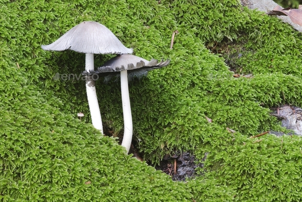 Mushrooms growing out of a tree trunk covered with green moss in Autumn season.