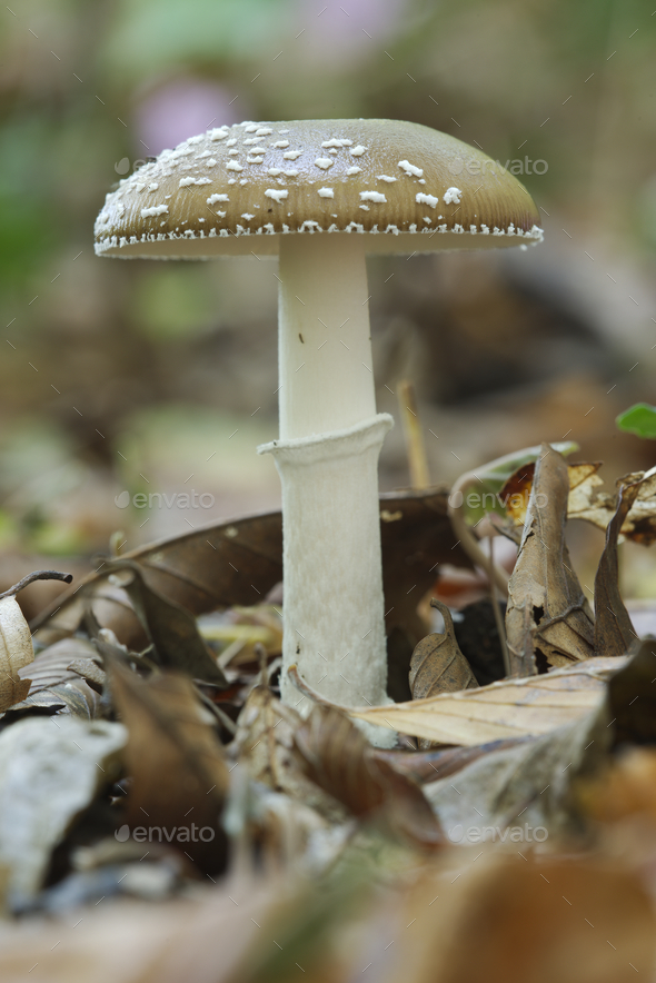 Panther cap mushroom on Beech forest 