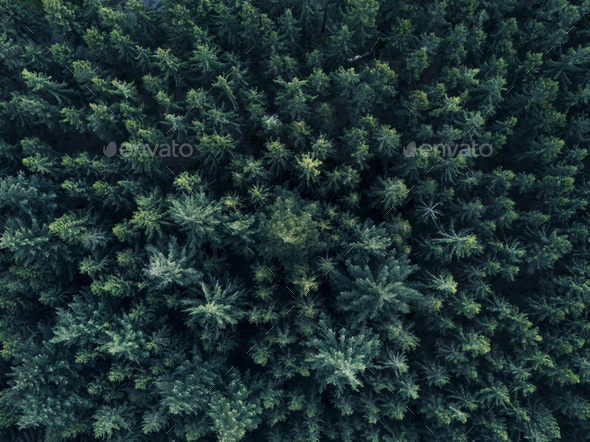 1Aerial Overhead View of Tree tops in super rich dark green color shot in Germany