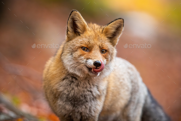 Portrait of red fox licking its mouth inside woodland in autumn nature