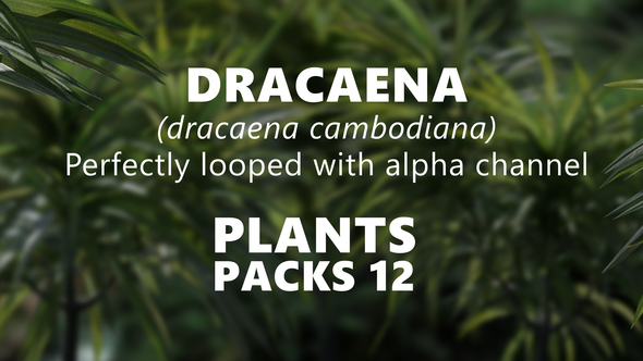 DRACAENA (dracaena cambodiana)