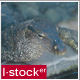 Reptile in Zoo - VideoHive Item for Sale