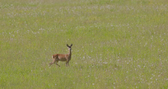 Young Wild Red Deer Walking in the Field