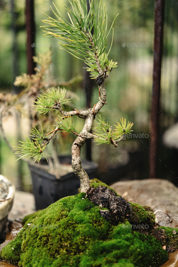 beautiful little trees bonsai variety on the yard, market and garden - Stock Photo - Images