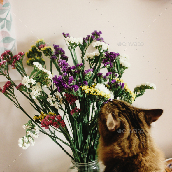 cat smelling colorful amazing wildflowers in vase on background of rustic room - Stock Photo - Images