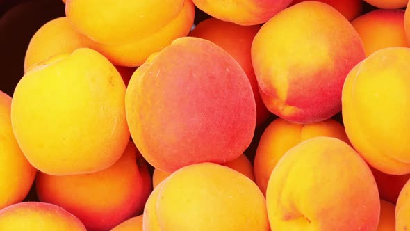 Fresh Apricots Rotation Close Up