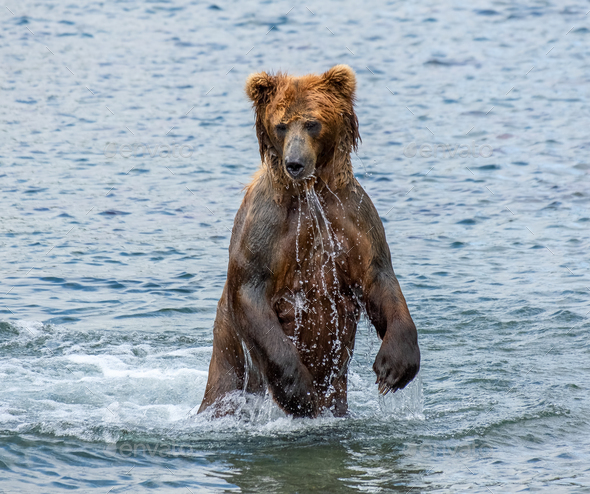 Brown bear hunts for salmon - Stock Photo - Images