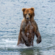 Brown bear hunts for salmon - PhotoDune Item for Sale