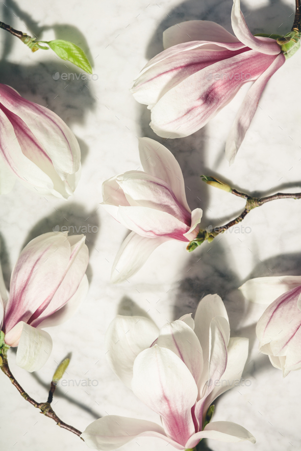 HD wallpaper Magnolia Flower white flowers spa stones background  photo  Wallpaper Flare