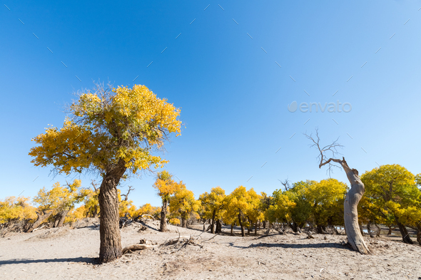 populus euphratica forest in ejina - Stock Photo - Images