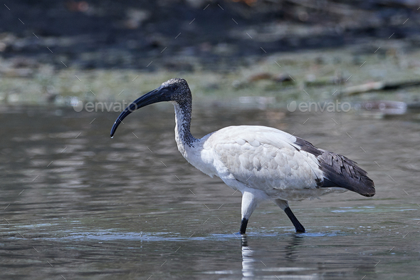 African sacred ibis (Threskiornis aethiopicus) - Stock Photo - Images
