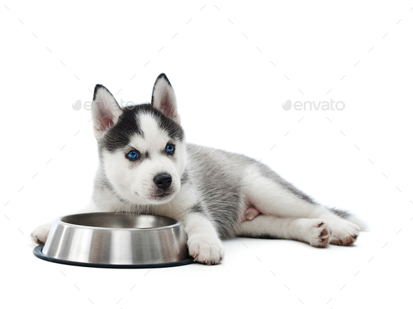 Silver husky puppies fashion for