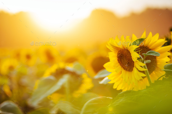 Sunflower field at sunset. Filtered Instagram effect - Stock Photo - Images