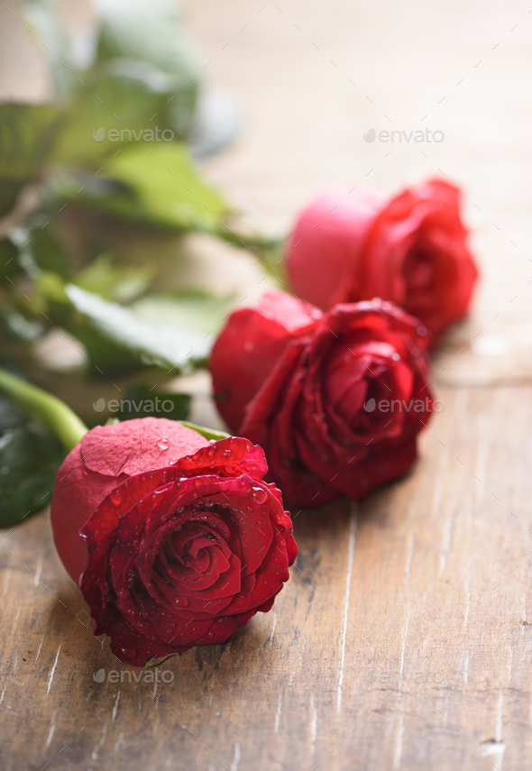 Red roses - Stock Photo - Images