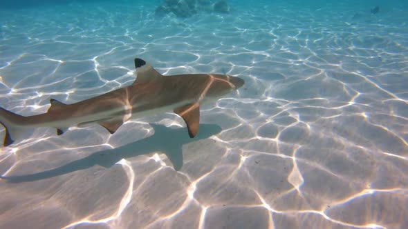 A blacktip reef shark swims in the crystal clear water of Bora Bora in French Polynesia alt
