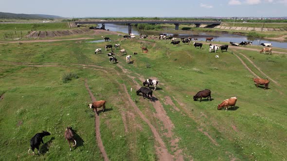 Aerial Drone Shot of Cows Grazing on Pasture Landscape alt