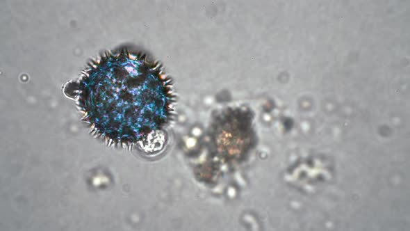Round Blue Cell Similar to a Coronavirus Covid19 Virus Magnification in a Microscope alt