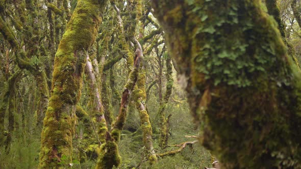 Slider, revealing vibrant Fiordland forest, Routeburn Track New Zealand alt