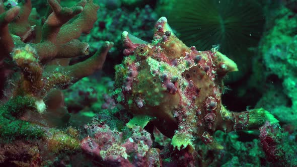 Green warty Frogfish (Antennarius maculatus) turning around on coral reef alt