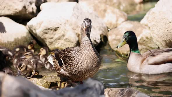 Family of Mallard Ducks at the edge of a pond in the rocks alt