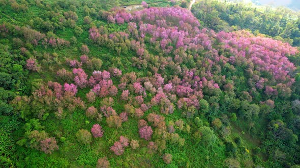 An aerial view from a drone over the Himalayan Cherry tree in a beautiful forest alt