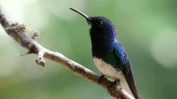 White-necked Jacobin Bird Perching on a Branch