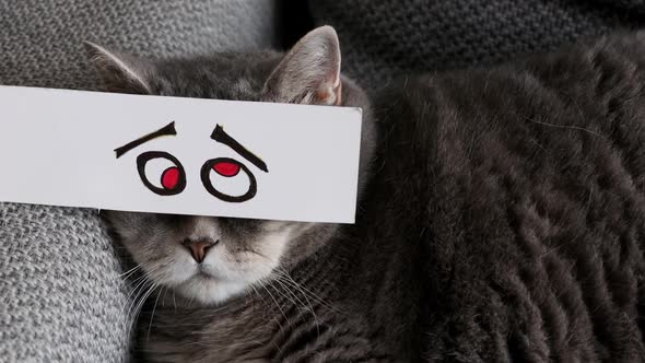 Fat British Cat in a Funny Paper Mask