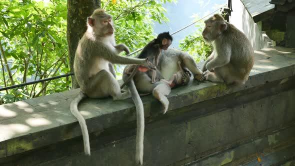 Monkeys with Babies Sit on the Fence on Bali Indonesia   Handheld alt