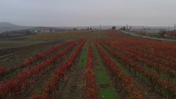 Aerial View On Vineyards In The Fall alt