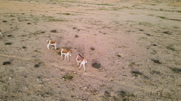 Drone panning shot of a group of wild donkeys or asses in the desert on a sunny day with blue sky. L alt