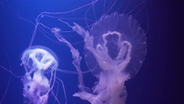 Amakusa jellyfish (Sanderia malayensis) swimming underwater. Jellyfish with long tentacles floating