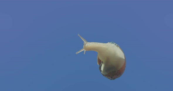Macro shot of a snail from below as it emerges from its shell and crawls away to screen left. alt