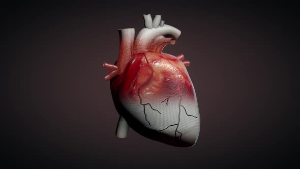 Beating Human Heart alt