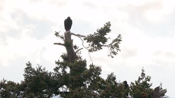 Scanning turkey vulture in the top of a pine tree looking for food in the Rocky Mountains of Colorad alt