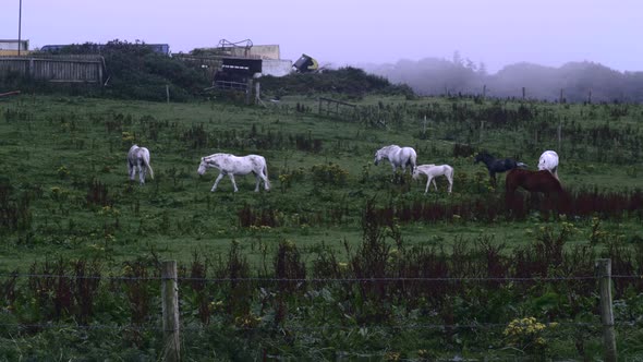Fog and Horses 4K Graded 00001 alt