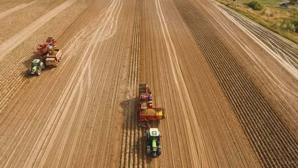 Harvesting Potatoes on the Field alt