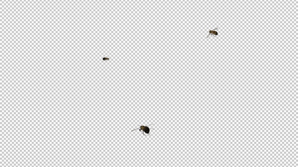 3 Honey Bees - Flying Around Screen - Transparent Loop - Alpha Channel