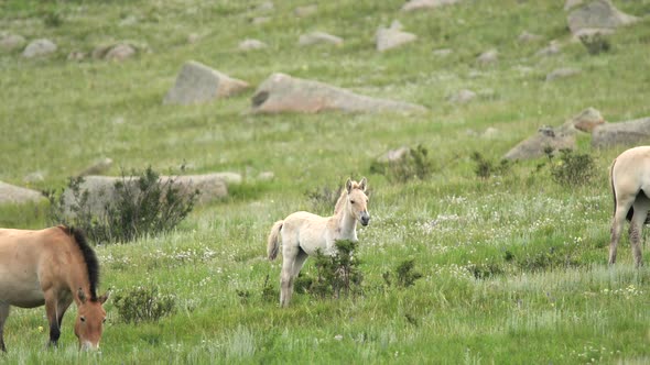 Wild Przewalski Albino White Foal Horse alt