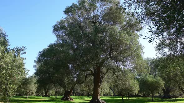 Olive trees on a grove in Salento, Puglia Region, South Italy. T alt
