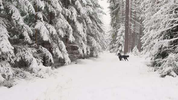 Active Dog pet Hovawart Running  Winter Forest In Snowy Day at winter season forest landscape