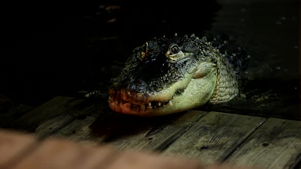 A scary alligator climbing up on a dock - horrorie monster alt