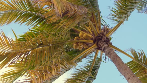 Palm Trees with Coconuts Seen From the Bottom
