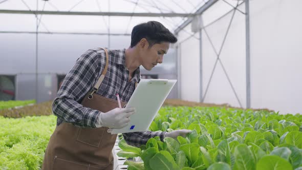 Hydroponics farm organic fresh harvested vegetables concept alt