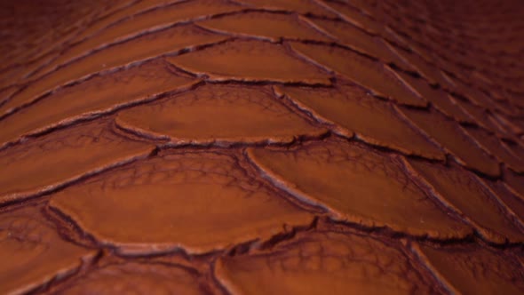 Texture of Real Brown Exotic Animal Leather Very Close Up alt